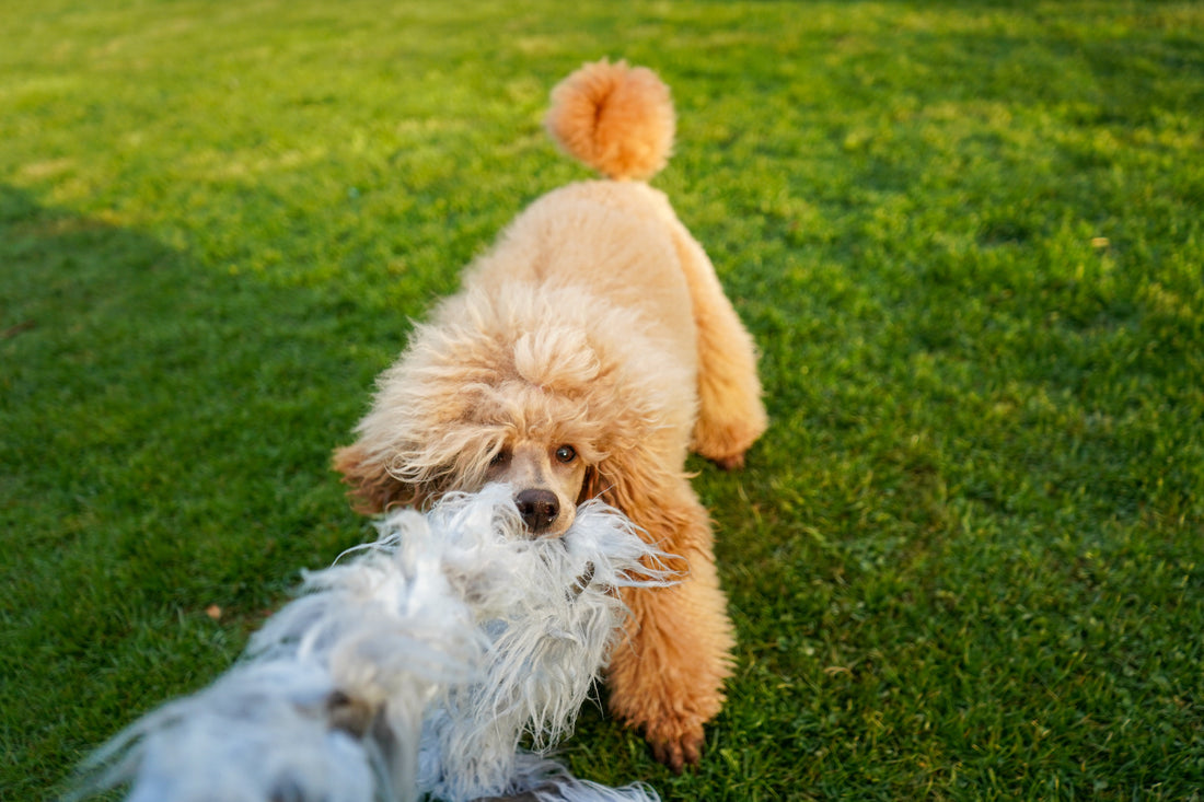 Kom tillbaka med leksaken – nyckeln till effektiv belöning i agility