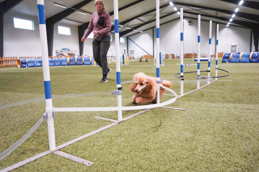 Så tränar du självständighet i slalom – 5 grundpelare alla agilityhundar behöver